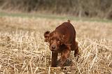 SETTER IRLANDAIS 529